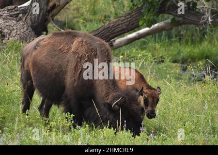 Im Sommer weiden in North Dakota süße Bison-Kälber und Mutter-Bison. Stockfoto