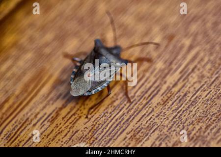 Rotbeinige Scheilkäfer, england Stockfoto