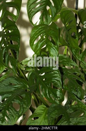 Die Schweizer Käsefabrik ist ein Epiphyt der Regenwälder Mittelamerikas. Eine beliebte Topfpflanze haben sie angepasstes Laub mit vielen Fenstern Stockfoto