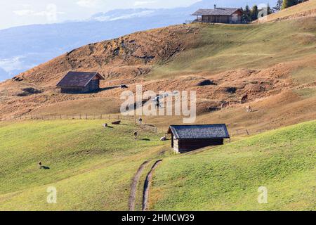 Kühe und Pferde grasen im Hochland der Seiser Alm. Südtirol, Italien. Stockfoto