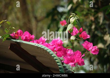 Pink Phalaenopsis oder Moth dendrobium Orchid Flover. Hintergrund O Stockfoto