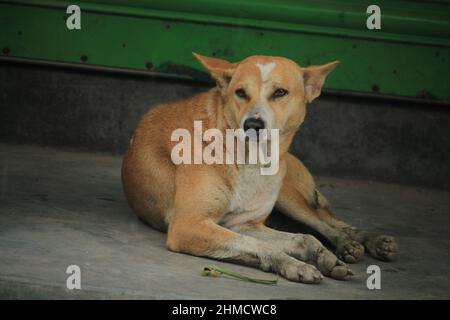 Braune bangladeschische Hunde lügen. Stockfoto