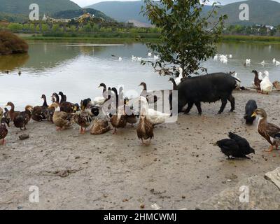 Erstaunliche tropische Vögel aus der ganzen Welt Stockfoto
