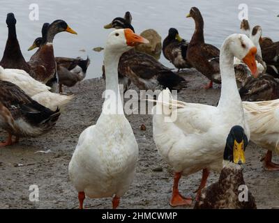 Erstaunliche tropische Vögel aus der ganzen Welt Stockfoto