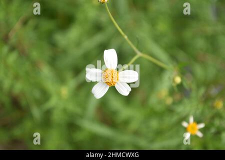 Diese schönen Bidens Alba fand ich in der Nähe meines Hauses Stockfoto