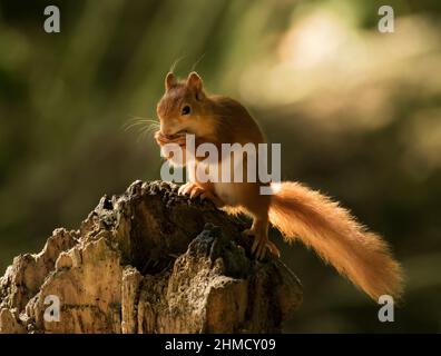 Red Squirrel, Sciurus vulgaris, Nuss auf Baumstumpf, Schottland Stockfoto