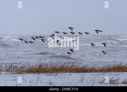 Ein Schwarm von Redshank, Tringa totanus, im Flug über Salzmoor, Morecambe Bay, Lancashire, Großbritannien Stockfoto