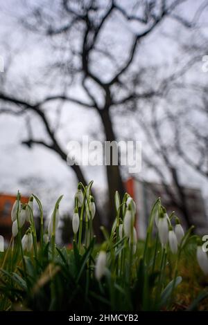 Magdeburg, Deutschland. 09th. Februar 2022. Schneeglöckchen blühen auf einer Wiese in der Landeshauptstadt Sachsen-Anhalt. Die Region ist ungewöhnlich warm für die Jahreszeit. Mit Temperaturen um die 10 Grad Celsius blühen die ersten Anzeichen des Frühlings. Es wird nicht erwartet, dass es bis zum Ende der Woche wieder kälter wird. Quelle: Klaus-Dietmar Gabbert/dpa-Zentralbild/ZB/dpa/Alamy Live News Stockfoto