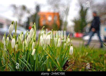 Magdeburg, Deutschland. 09th. Februar 2022. Schneeglöckchen blühen auf einer Wiese in der Landeshauptstadt Sachsen-Anhalt. Die Region ist ungewöhnlich warm für die Jahreszeit. Mit Temperaturen um die 10 Grad Celsius blühen die ersten Anzeichen des Frühlings. Es wird nicht erwartet, dass es bis zum Ende der Woche wieder kälter wird. Quelle: Klaus-Dietmar Gabbert/dpa-Zentralbild/ZB/dpa/Alamy Live News Stockfoto