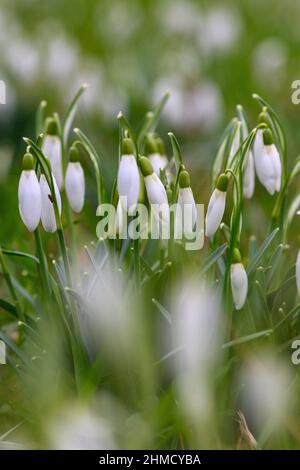 Magdeburg, Deutschland. 09th. Februar 2022. Schneeglöckchen blühen auf einer Wiese in der Landeshauptstadt Sachsen-Anhalt. Die Region ist ungewöhnlich warm für die Jahreszeit. Mit Temperaturen um die 10 Grad Celsius blühen die ersten Anzeichen des Frühlings. Es wird nicht erwartet, dass es bis zum Ende der Woche wieder kälter wird. Quelle: Klaus-Dietmar Gabbert/dpa-Zentralbild/ZB/dpa/Alamy Live News Stockfoto