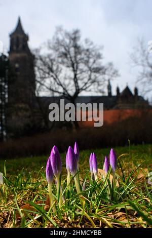 Magdeburg, Deutschland. 09th. Februar 2022. Krokusse blühen auf einer Wiese in der Landeshauptstadt Sachsen-Anhalt. Die Region ist ungewöhnlich warm für die Jahreszeit. Mit Temperaturen um die 10 Grad Celsius blühen die ersten Anzeichen des Frühlings. Es wird nicht erwartet, dass es bis zum Ende der Woche wieder kälter wird. Quelle: Klaus-Dietmar Gabbert/dpa-Zentralbild/ZB/dpa/Alamy Live News Stockfoto