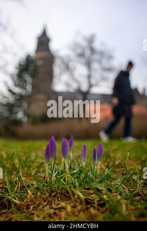 Magdeburg, Deutschland. 09th. Februar 2022. Krokusse blühen auf einer Wiese in der Landeshauptstadt Sachsen-Anhalt. Die Region ist ungewöhnlich warm für die Jahreszeit. Mit Temperaturen um die 10 Grad Celsius blühen die ersten Anzeichen des Frühlings. Es wird nicht erwartet, dass es bis zum Ende der Woche wieder kälter wird. Quelle: Klaus-Dietmar Gabbert/dpa-Zentralbild/ZB/dpa/Alamy Live News Stockfoto