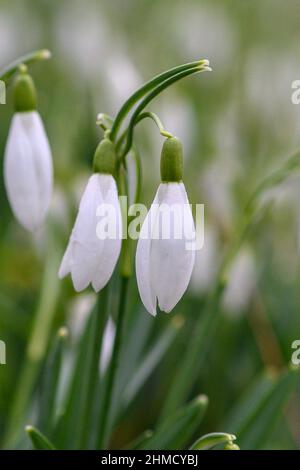 Magdeburg, Deutschland. 09th. Februar 2022. Schneeglöckchen blühen auf einer Wiese in der Landeshauptstadt Sachsen-Anhalt. Die Region ist ungewöhnlich warm für die Jahreszeit. Mit Temperaturen um die 10 Grad Celsius blühen die ersten Anzeichen des Frühlings. Es wird nicht erwartet, dass es bis zum Ende der Woche wieder kälter wird. Quelle: Klaus-Dietmar Gabbert/dpa-Zentralbild/ZB/dpa/Alamy Live News Stockfoto