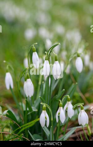 Magdeburg, Deutschland. 09th. Februar 2022. Schneeglöckchen blühen auf einer Wiese in der Landeshauptstadt Sachsen-Anhalt. Die Region ist ungewöhnlich warm für die Jahreszeit. Mit Temperaturen um die 10 Grad Celsius blühen die ersten Anzeichen des Frühlings. Es wird nicht erwartet, dass es bis zum Ende der Woche wieder kälter wird. Quelle: Klaus-Dietmar Gabbert/dpa-Zentralbild/ZB/dpa/Alamy Live News Stockfoto