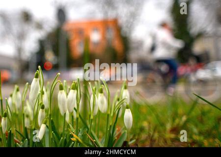 Magdeburg, Deutschland. 09th. Februar 2022. Schneeglöckchen blühen auf einer Wiese in der Landeshauptstadt Sachsen-Anhalt. Die Region ist ungewöhnlich warm für die Jahreszeit. Mit Temperaturen um die 10 Grad Celsius blühen die ersten Anzeichen des Frühlings. Es wird nicht erwartet, dass es bis zum Ende der Woche wieder kälter wird. Quelle: Klaus-Dietmar Gabbert/dpa-Zentralbild/ZB/dpa/Alamy Live News Stockfoto