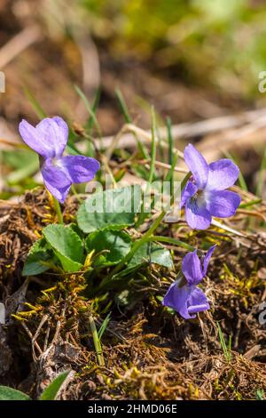 Schöne Viola blüht im Frühling Stockfoto