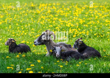 Schafe mit ihren Lämmern, die im Schatten auf einer Wiese ruhen Stockfoto