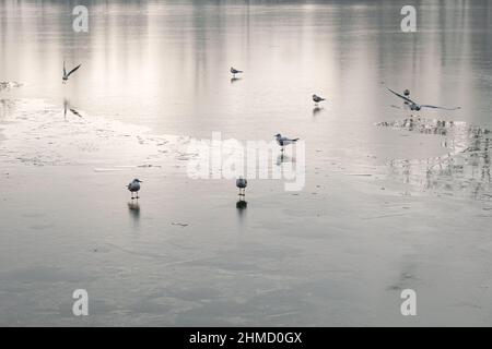 Lyon (Frankreich), 25. Januar 2022. Möwen auf einem gefrorenen See. Stockfoto