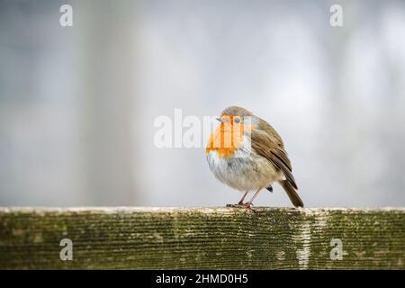 Lyon (Frankreich), 25. Januar 2022. Ein Rotkehlchen auf einem Holzzaun. Stockfoto