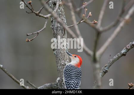 Rotbauchspecht, der an einem Baum entlang klettert Stockfoto