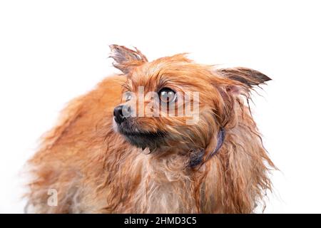 Wet lustige Orange Pommern Spitz. Der Hund wird vor dem Haarschnitt und der Haarpflege gewaschen. Isoliert auf weißem Hintergrund. Stockfoto