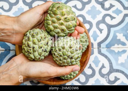 Hände mit frischen Zuckeräpfeln oder Süßstoffen (Annona squamosa), Bali, Indonesien. Stockfoto