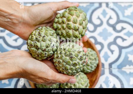 Hände mit frischen Zuckeräpfeln oder Süßstoffen (Annona squamosa), Bali, Indonesien. Stockfoto