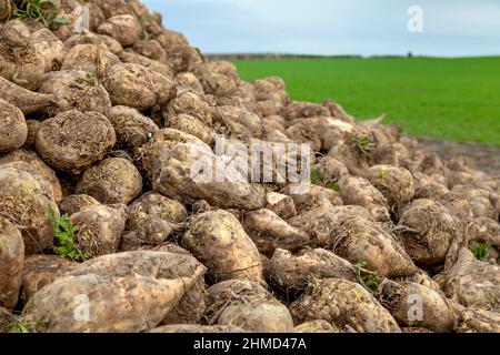 Haufen von Zuckerrüben, die auf einer Hertfordshire-Farm aus dem Boden gezogen wurden Stockfoto