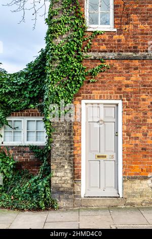 Detail eines mit Efeu und grauer Tür bewachsenen roten Ziegelhauses in Baldock, Hertfordshire, Großbritannien Stockfoto