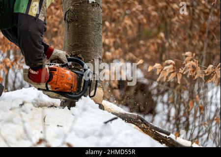 Ein Holzfäller mit einer Kettensäge im Wald. Die Karpaten, Polen. Stockfoto