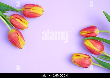 Frisches, farbenfrohes Blumenbild von orangen und gelben Tulpen auf kontrastfarbiger Lavendel-Hintergrundkarte. Flaches, laytes Banner mit Platz für Kopien. Draufsicht. Stockfoto