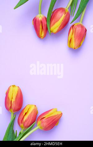 Frisches, farbenfrohes Blumenbild von orangen und gelben Tulpen auf kontrastfarbiger Lavendel-Hintergrundkarte. Flaches, laytes Banner mit Platz für Kopien. Draufsicht. Stockfoto