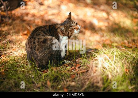 Weiß grau gestreifte Katze liegt auf einer grünen Wiese im Park und Ruhe. Erwachsene Katze, die auf die Kamera schaut Stockfoto