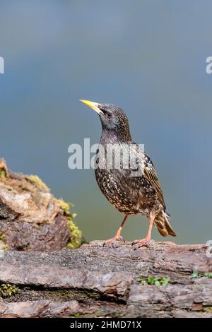 Der gewöhnliche Star oder europäische Star (Sturnus vulgaris), auch einfach als Star bekannt, ist ein mittelgroßer Singvögel in der Sternefamilie Stockfoto