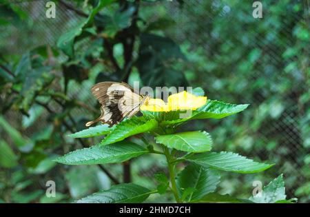 Nahaufnahme eines Schmetterlings, der auf grünem Laub thront. Stockfoto