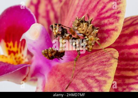 Eine Nahaufnahme einer Spiney Flower Praying Mantis Nymphe, auf einer Orchideenblüte. Stockfoto