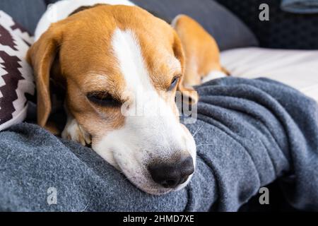 Tricolor Beagle Erwachsener Hund auf Sofa in der Sonne entspannen Stockfoto