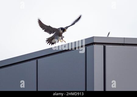 London, Großbritannien. 9th. Februar 2022. Ein Paar städtischer Peregrine Falcons, die auf einem Hochhaus gesehen werden, auch ihr Nistgebiet im Südosten Londons. Kredit: Guy Corbishley/Alamy Live Nachrichten Stockfoto
