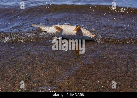 Toter großer Fisch am Ufer eines Sees in Cordoba Argentinien. Ökologisches Problem der Umweltverschmutzung. Stockfoto