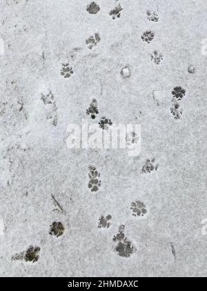 Hund Spuren im Schnee Stockfoto