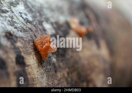Ein Pilz der Gattung Exidia auf Holz. Stockfoto
