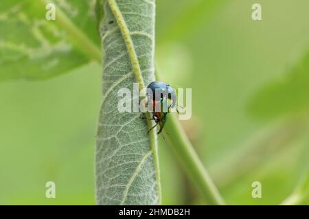 Byctiscus (Deporaus) betulae. Ein Paar auf einem Weidenblatt. Stockfoto