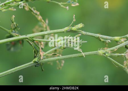 Luzerne Pflanze durch Larven des Luzerner Weevil beschädigt - Hypera postica. Es ist ein gefährlicher Schädling dieser Kulturpflanze. Stockfoto