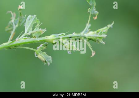 Luzerne Pflanze durch Larven des Luzerner Weevil beschädigt - Hypera postica. Es ist ein gefährlicher Schädling dieser Kulturpflanze. Stockfoto