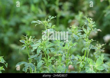 Luzerne Pflanze durch Larven des Luzerner Weevil beschädigt - Hypera postica. Es ist ein gefährlicher Schädling dieser Kulturpflanze. Stockfoto