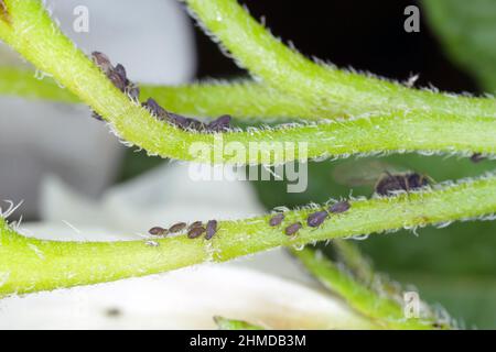 Die schwarzen Bohnenaphiden, Aphs fabae, auf Kartoffeln. Es ist ein Schädling vieler Kulturen und Ornamente. Stockfoto