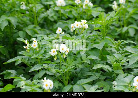 Blühende Felder der Kartoffel, Kartoffeln Pflanzen mit weißen Blumen wachsen auf Landwirte fiels Stockfoto