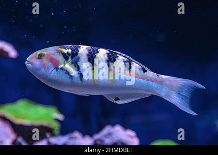 Sechsbanderige Lippfische der Familie Labridae des Indo-Pazifischen Ozeans. Thalassoma hardwicke Arten, die im Indischen und Pazifischen Ozean leben, Great Barrier of Stockfoto