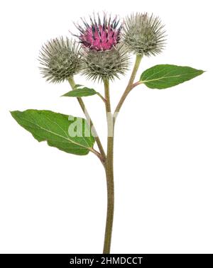 Große Klette (Arctium lappa) Blume isoliert auf weißem Hintergrund Stockfoto