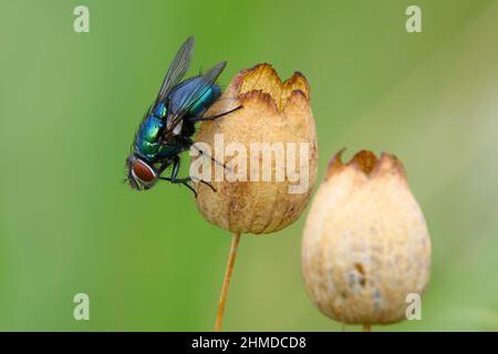 Blaue Flasche fliegen regungslos auf einer trockenen Blume sitzend. Auf der Wiese. Unscharfer Hintergrund, Kopierbereich. Seitenansicht, Nahaufnahme. Gattung Calliphora vomitoria. Stockfoto